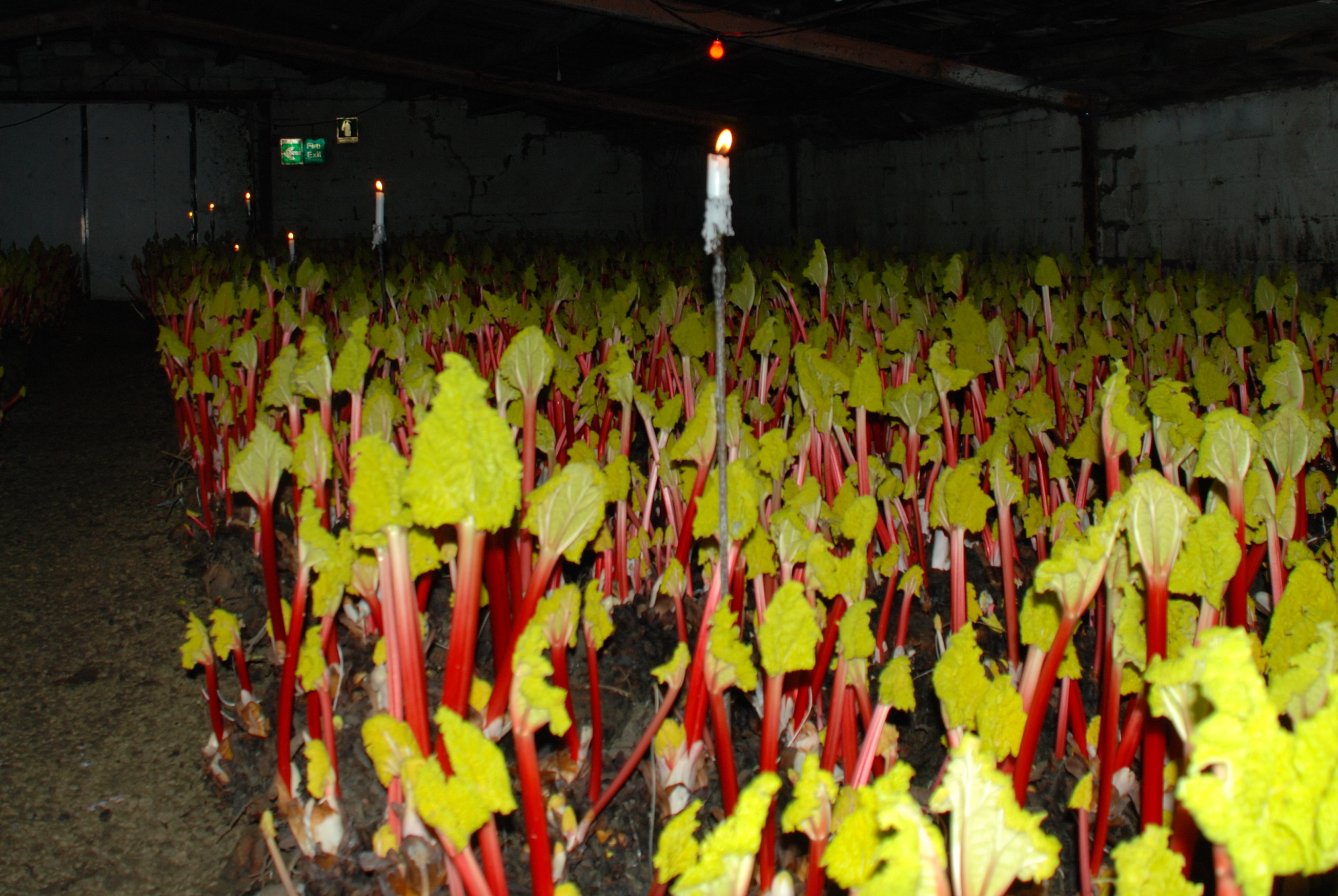 Candlelight in the rhubarb forcing shed