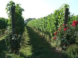 The 2012 grape harvest to be the first when wine may be labelled ‘organic’